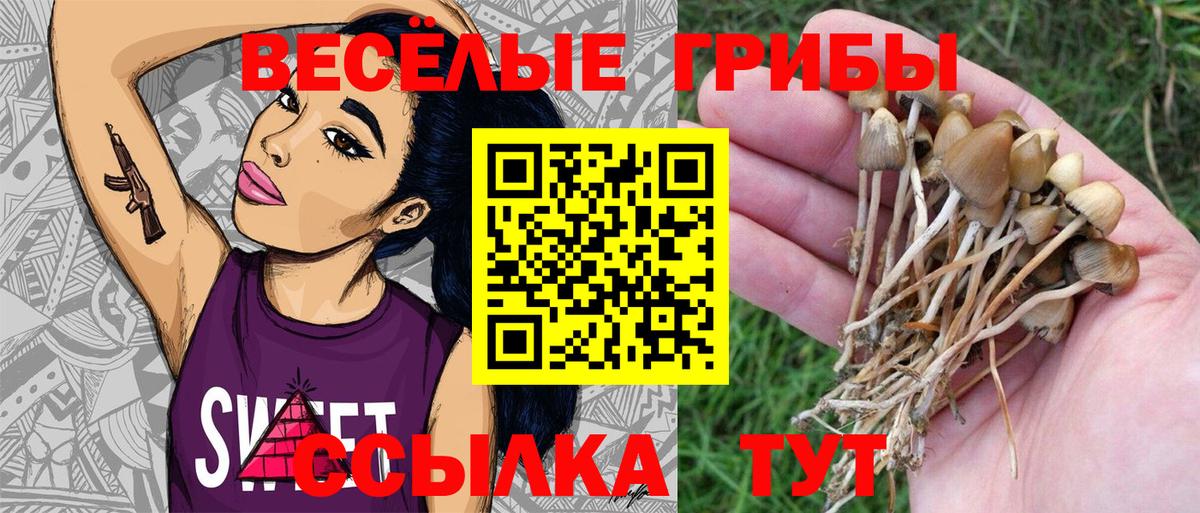 Бийск  Галлюциногенные грибы Psilocybine cubensis  Вход с VPN 